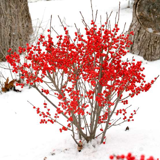 Berry Poppins winterberry holly framed by two tree trunks in winter landscape